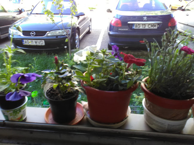 Piaţa Războieni - Gastronomie și ospitalitate