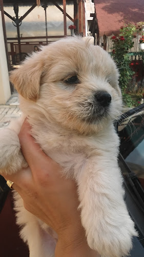 Comentarii opinii despre bucatariadinafumati