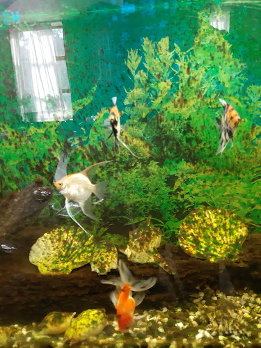 Comentarii opinii despre Restaurant Galati