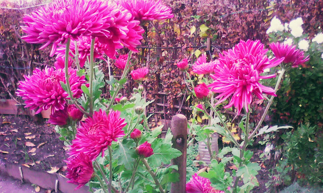 Piata Agroalimentara - Mediaș