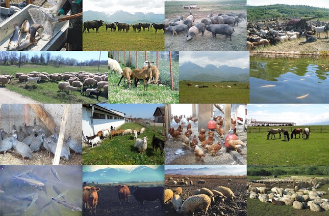 Opinii despre Magazin Albota în Pitești - Gastronomie și ospitalitate