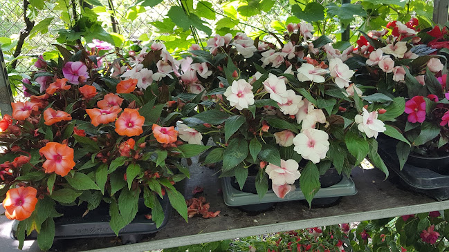 Sos. Principala Com, Snagov 077165