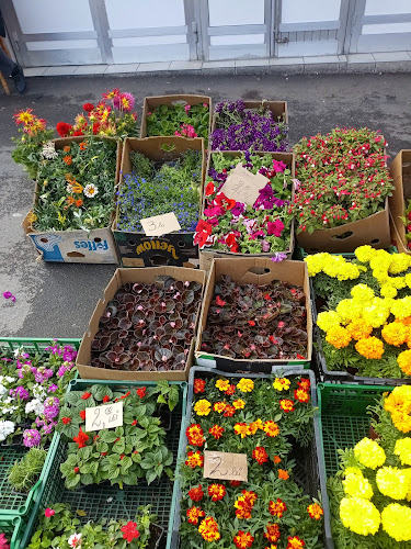 Comentarii opinii despre Decebal