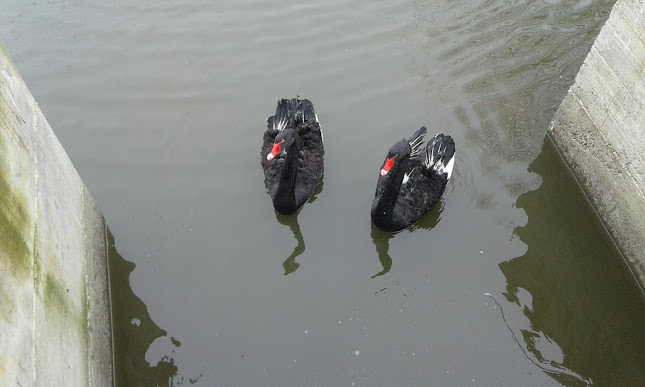 E574, 44.9232086,24.8431506, DN73, Argeșelu 117451