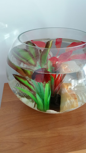 Aila AP SRL - Oradea