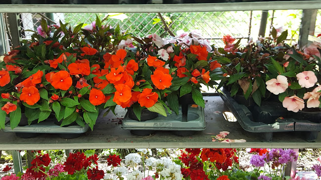 Comentarii opinii despre Florăria Tao-Tao