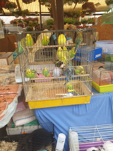 Piața Cibin, Sibiu 550197