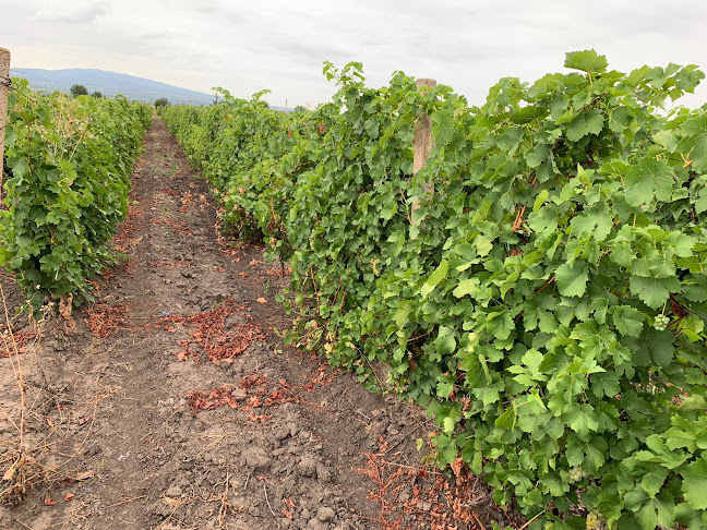 Struguri Must Odobești - Odobești