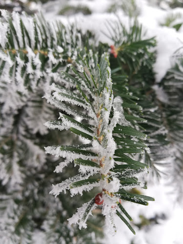Restaurantul Buburuza🐞 - Călărași