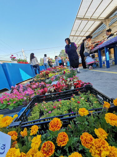 Piata agroalimentară Balș - Balș