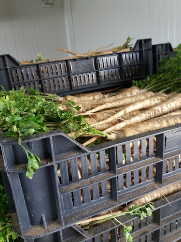 Opinii despre Piața angro de legume și fructe în Satu Mare - Gastronomie și ospitalitate