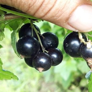 Comentarii opinii despre Livada Din Vale