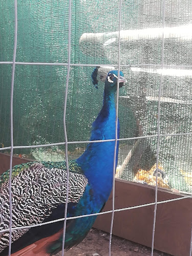 Opinii despre Piaţa Cosmești în Cosmeşti - Gastronomie și ospitalitate