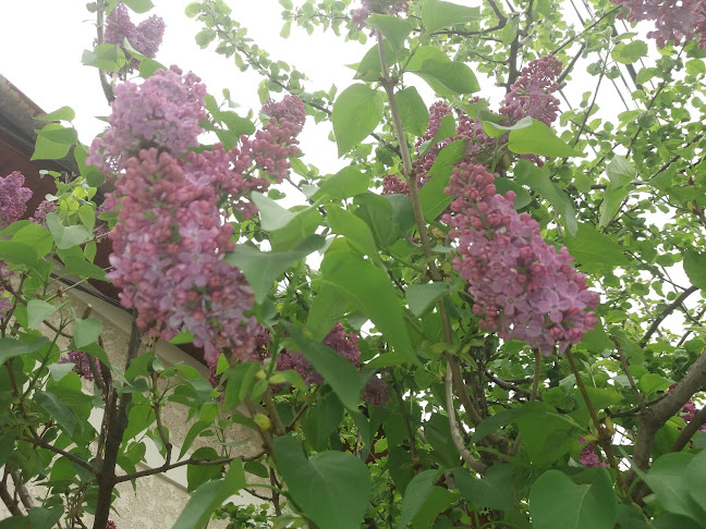 Piri SRL - Timișoara