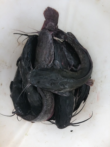 Strada Iris 13, Timișoara 300425