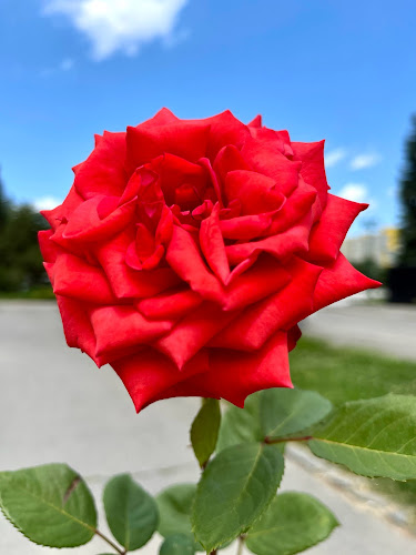 Piața Centrală - Gastronomie și ospitalitate