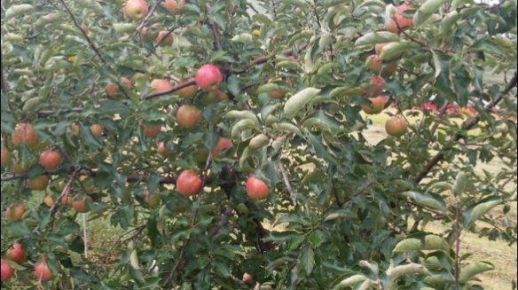 Produse bio de la tara