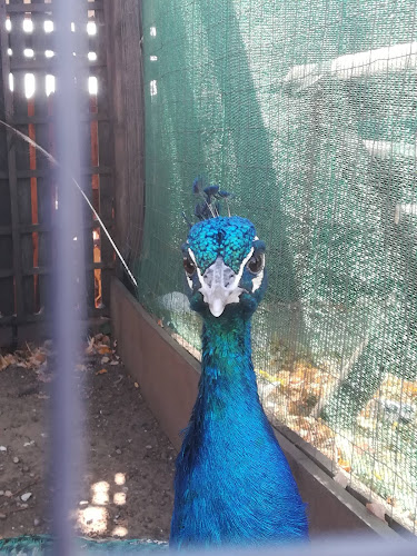 Piaţa Cosmești - Cosmeşti