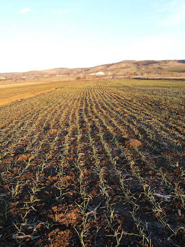 Piata de legume,fructe,branzeturi.