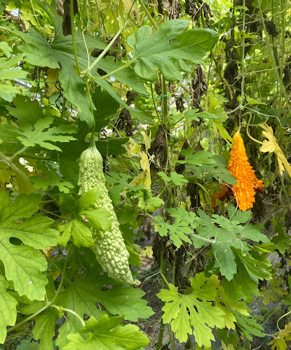 Str. Albăstrelelor 24, Snagov 077165