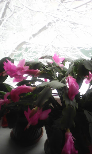 Piata Agroalimentara - Gastronomie și ospitalitate