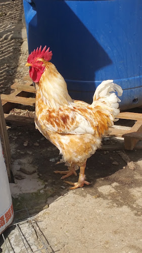 DN10 90, Nehoiu 125106