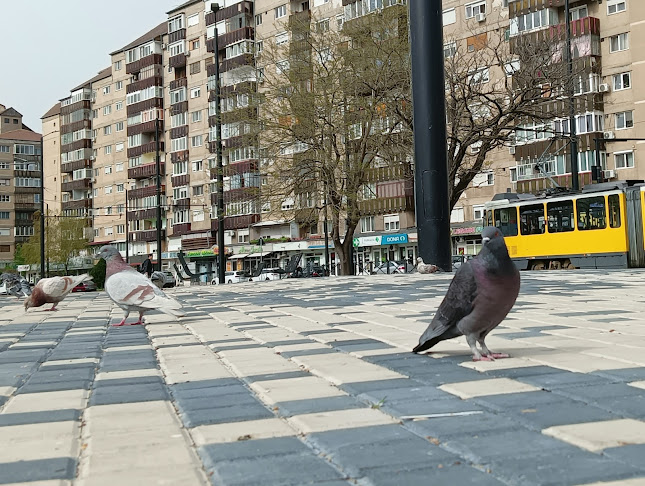 Str. Nufărului 85, Oradea 410576