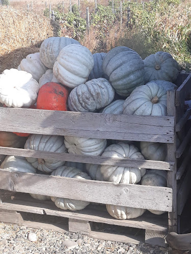 Cuptorul Bunicii - Zilişteanca