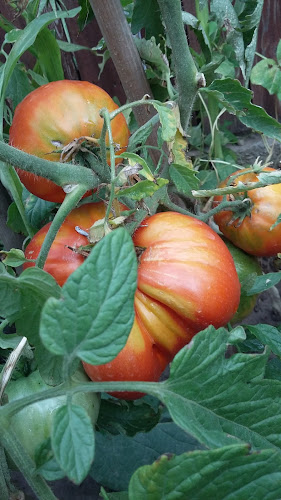 Opinii despre Adriana Prod în Ghimbav - Gastronomie și ospitalitate