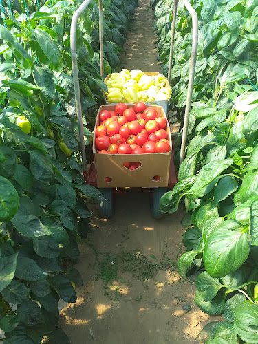 Legume Dospinesti - Gastronomie și ospitalitate