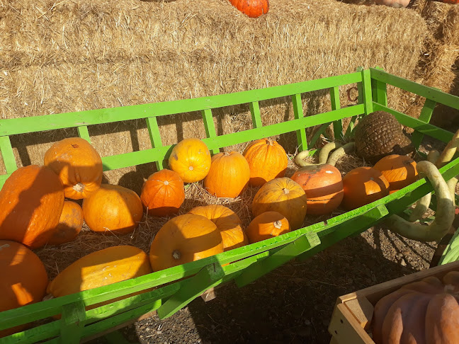 Opinii despre Cuptorul Bunicii în Zilişteanca - Gastronomie și ospitalitate