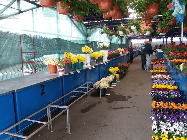 Opinii despre Piața Municipală-Decebal în Bistrița - Gastronomie și ospitalitate