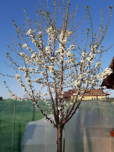 Opinii despre Marona Confections în Târgoviște - Gastronomie și ospitalitate