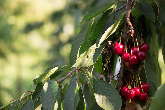 Livada Din Vale - Zalău