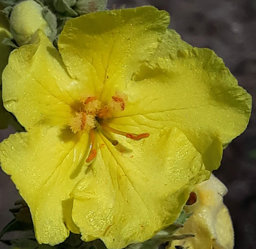 Cionca Cristian SRL - Călinești-Oaș